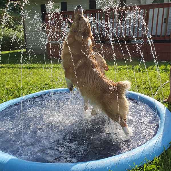 FidoSplash™ – Das Planschbecken, das deinen Hund glücklich macht!