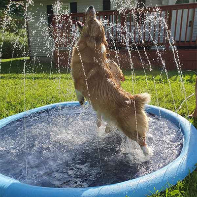 FidoSplash™ – Das Planschbecken, das deinen Hund glücklich macht!