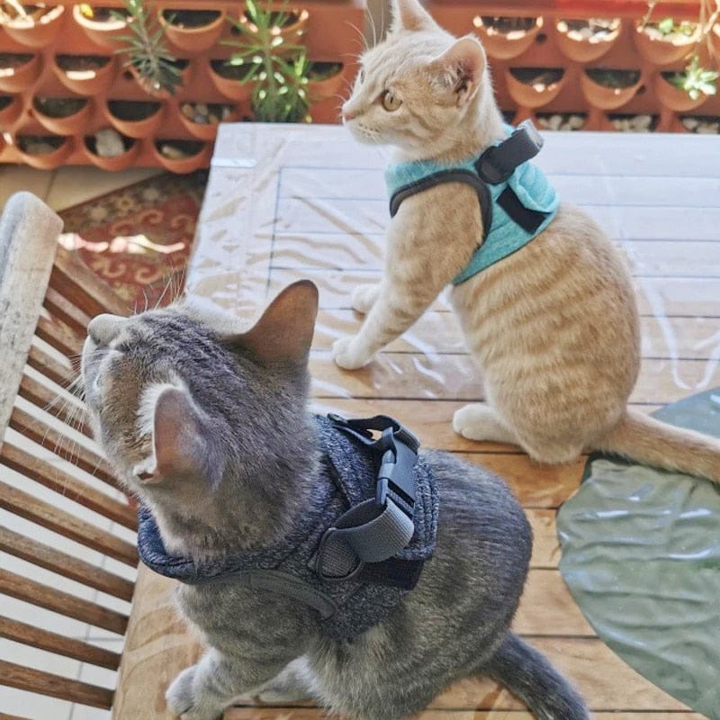 Câlinou™ | Sicherheit und Komfort für Ihre Katze