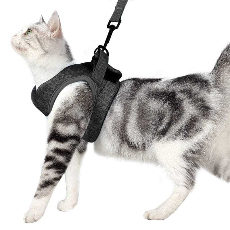 Câlinou™ | Sicherheit und Komfort für Ihre Katze