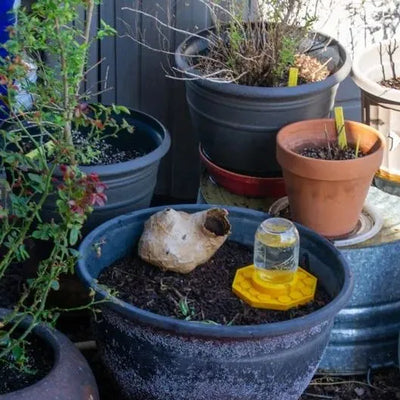 BuzzBloom – Dekorativer Bienen-Trinkplatz für den Garten