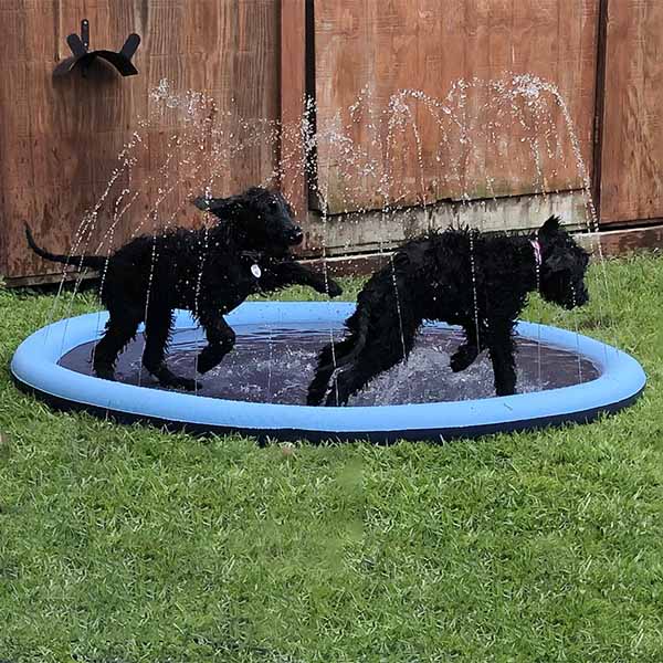 FidoSplash™ – Das Planschbecken, das deinen Hund glücklich macht!