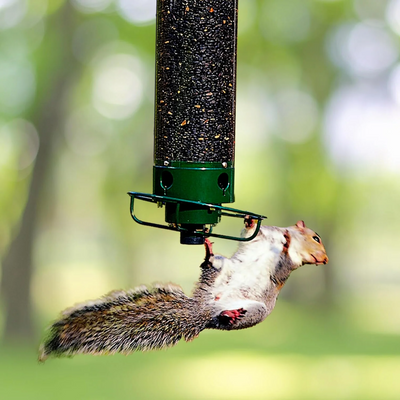 Anti-Eichhörnchen Vogelfutterspender
