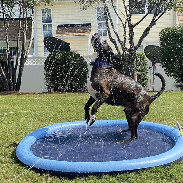 FidoSplash™ – Das Planschbecken, das deinen Hund glücklich macht!